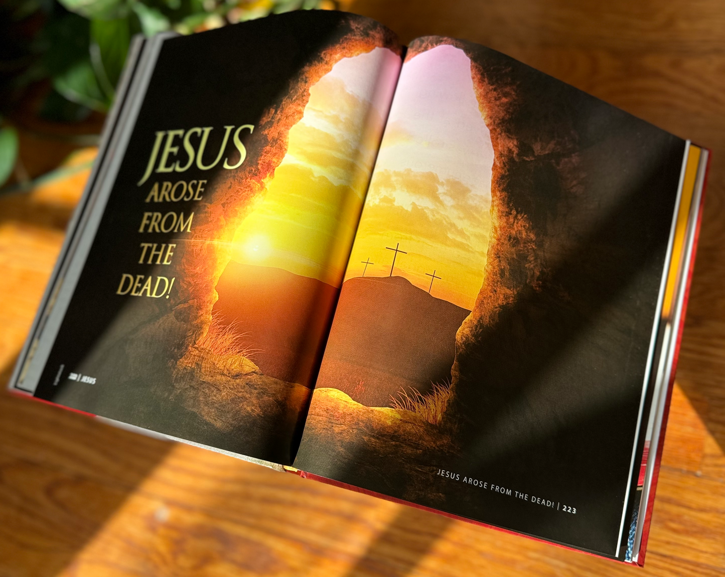 Jesus Book - 3 Pack -Full Color - Large Coffee Table Sized Book